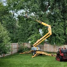 How Our Tree Care Process Works  in  Kearns, UT